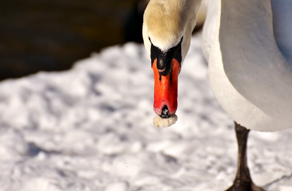 Snow plumage winter