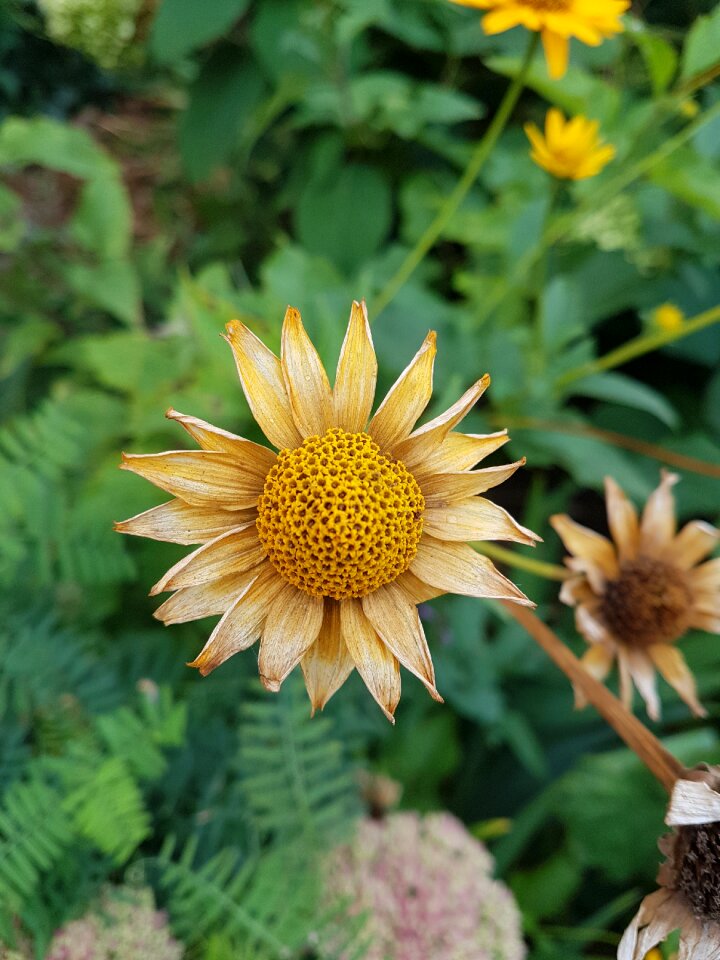 Bright bud color