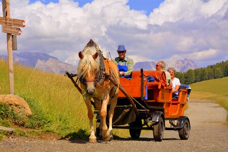 Carrozza road animals