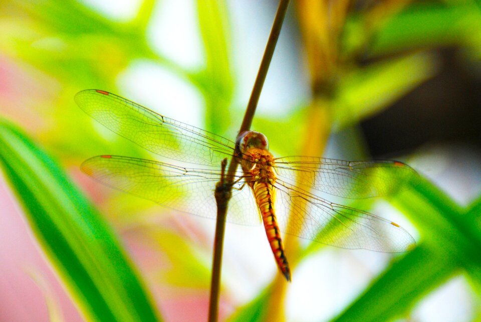 Nature animal wing