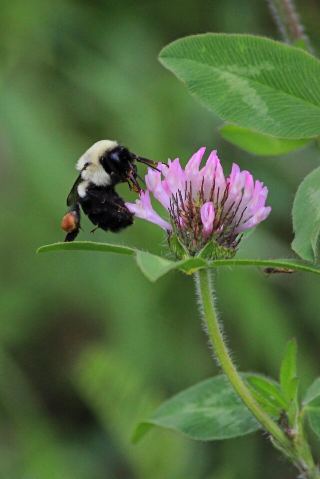 Insect closeup flower