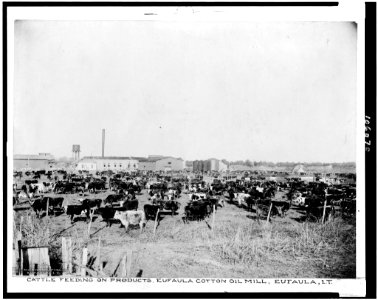 Cattle feeding on products, Eufaula Cotton Oil Mill, Eufaula, I.T. LCCN92515985