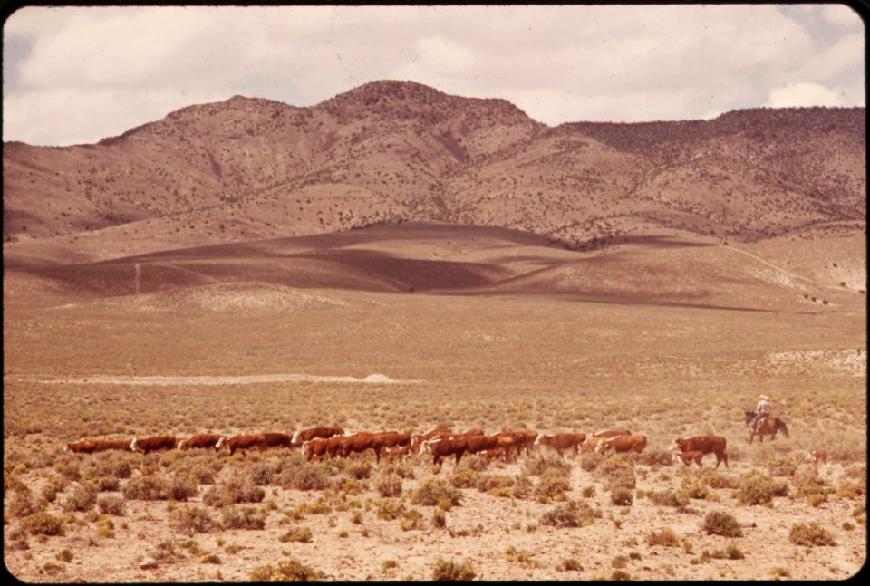 Cattle-raised-on-experimental-farm-operated-by-epas-las-vegas-national-research-center-may-1972 6990323816 o