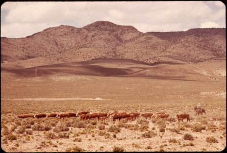 Cattle-raised-on-experimental-farm-operated-by-epas-las-vegas-national-research-center-may-1972 6990323816 o