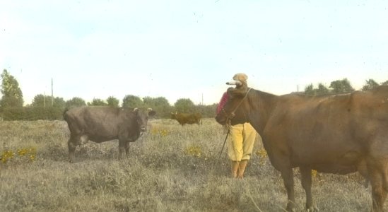 Cattle are Tethered 4815192589 o photo