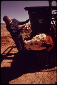 Cattle-raised-on-an-experimental-farm-operated-by-epas-las-vegas-national-research-center-may-1972 6990470912 o