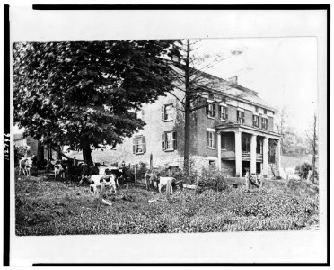 Cattle grazing near a historic house in Herkimer, New York LCCN95501361 photo