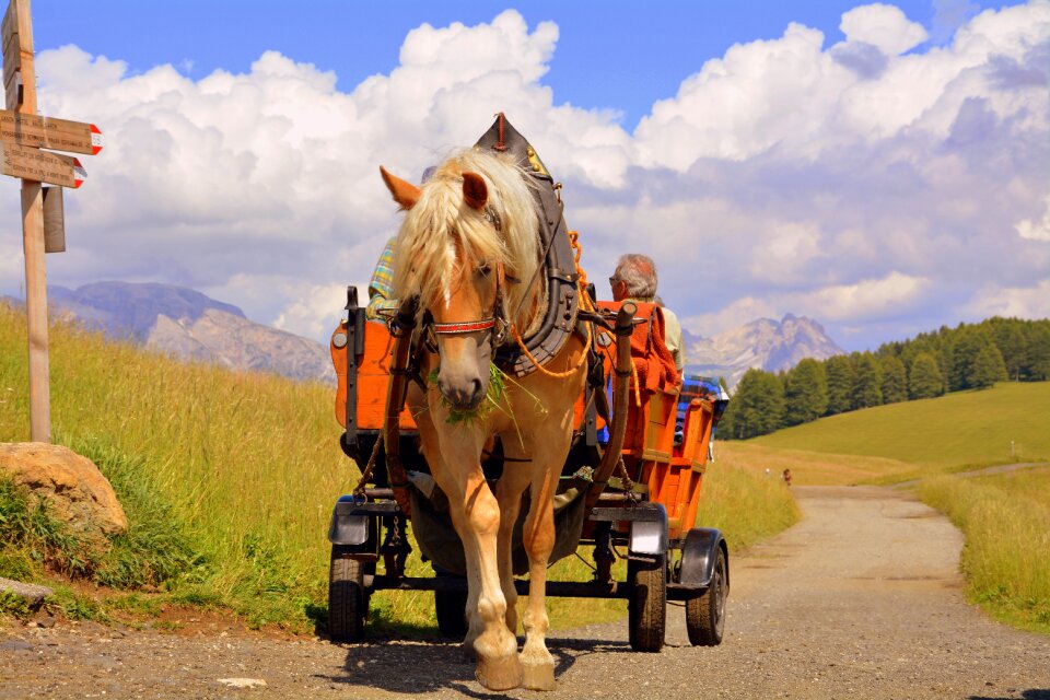 Carrozza road animals