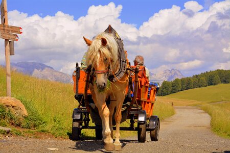 Carrozza road animals