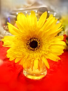Flower pot yellow
