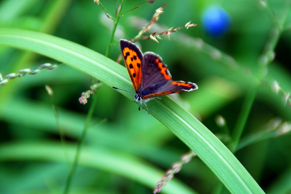 Insect bug wing