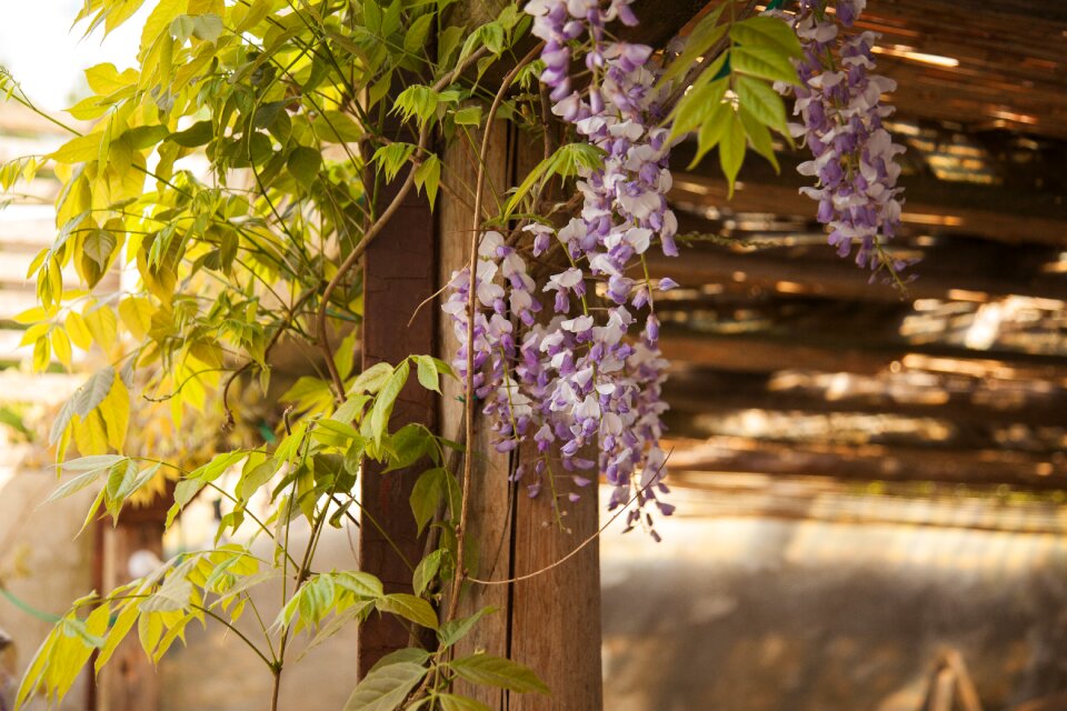 Gazebo ivy hedge vine stems