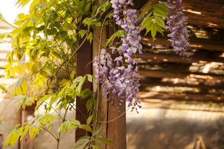 Gazebo ivy hedge vine stems photo