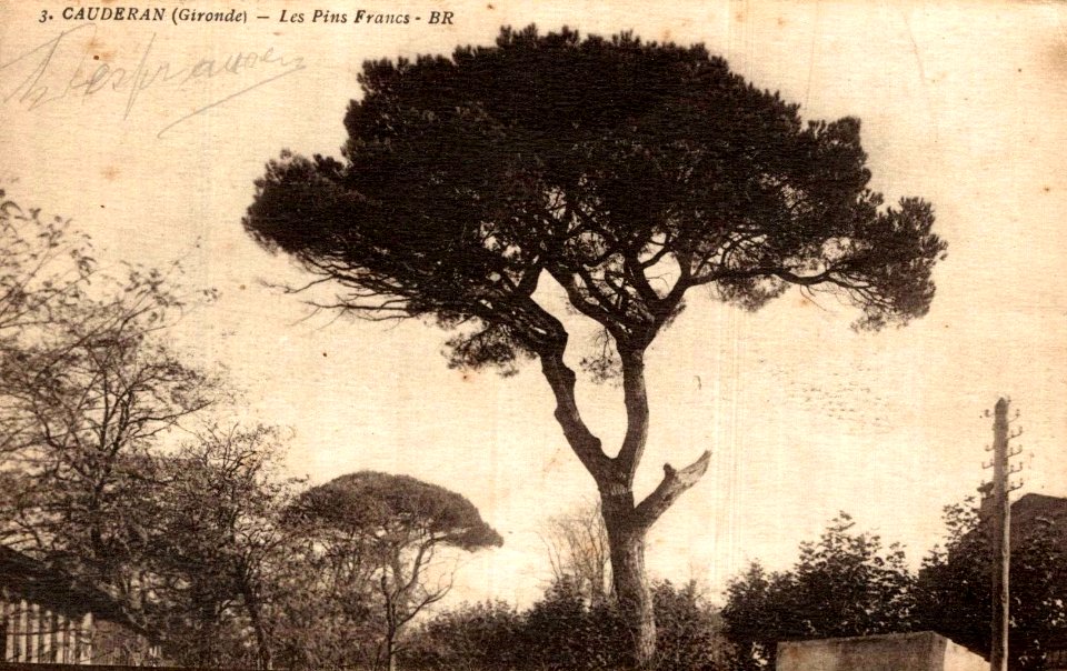 Caudéran - Les Pins-francs