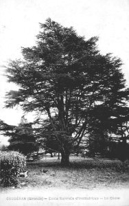 Caudéran - Ecole normale - parc - cèdre 1