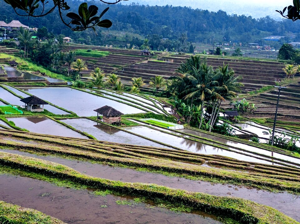 Paddy landscape rice photo