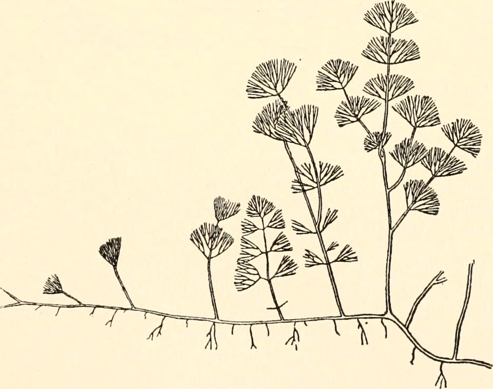 Caulerpa verticillata