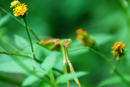 Animal nature macro