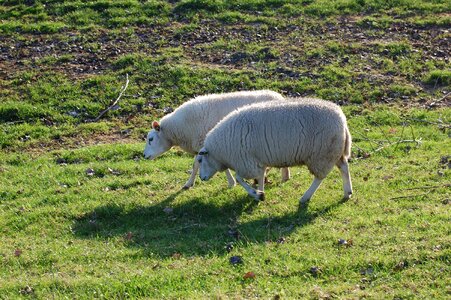 Wool netherlands zealand photo