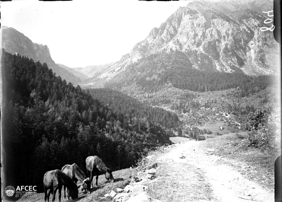 Cavalls pasturant vora un camí i al fons la vall de Cabanes i el pui de la Bonaigua