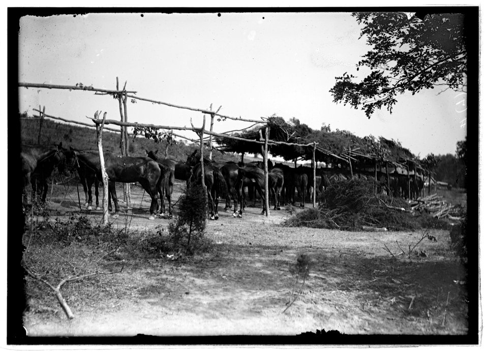 Cavalry camp, Winchester, Va., 1913 LCCN2016851152