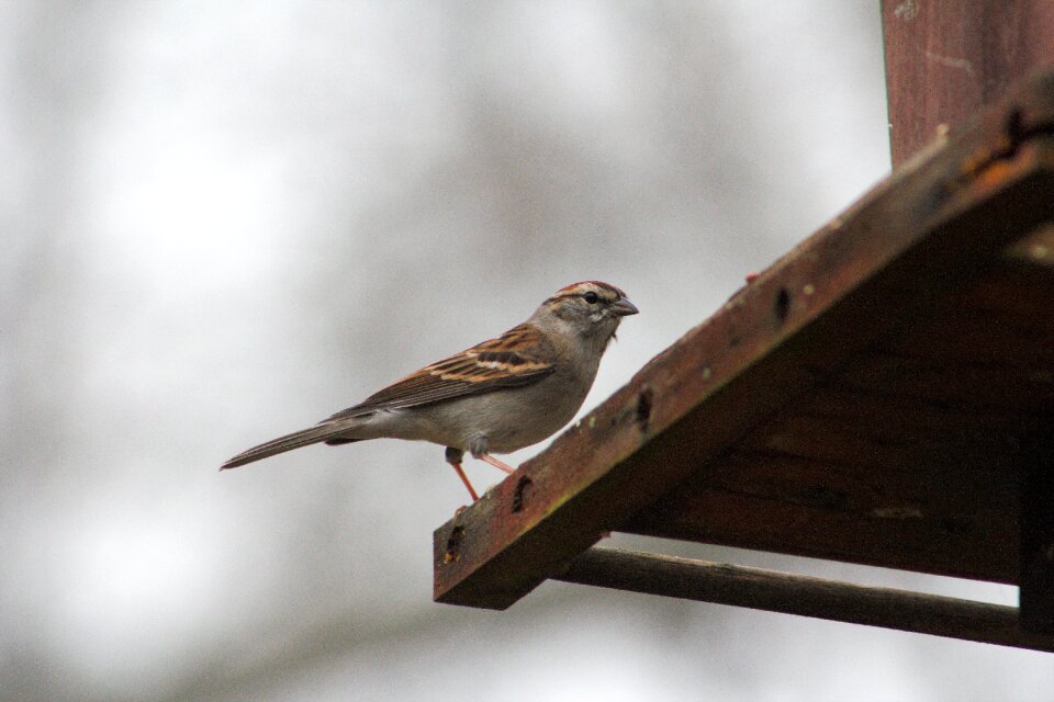 Nature wildlife sparrow