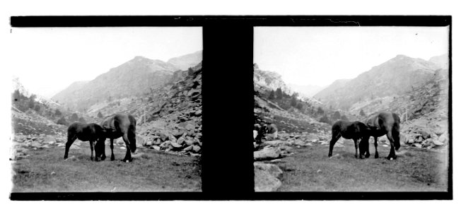 Cavalls pasturant . Probablement a la vall de Núria