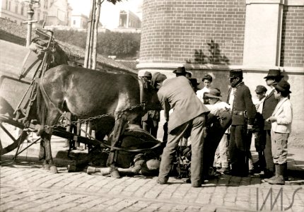 Cavalo da carroça de limpeza pública caído no chão - Vincenzo Pastore