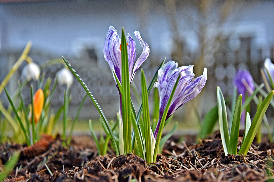 Grass season crocus