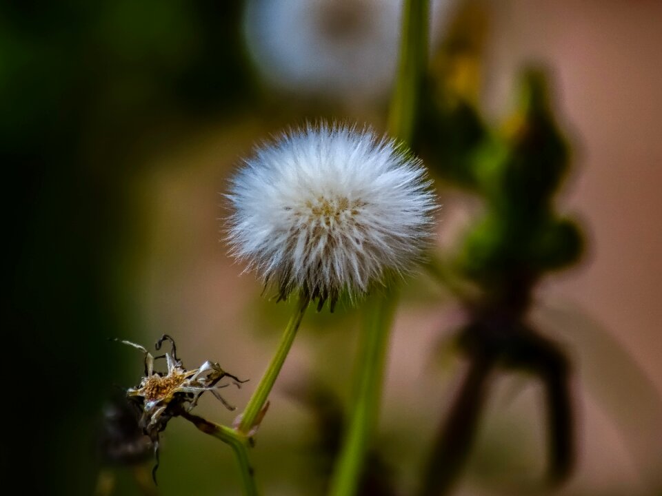 Spring fragile cyprus