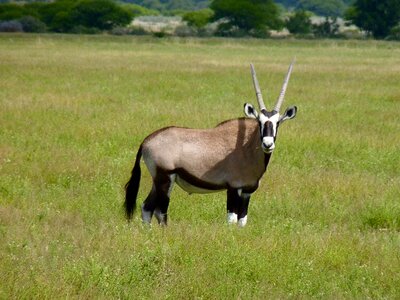 Antelope safari wildlife