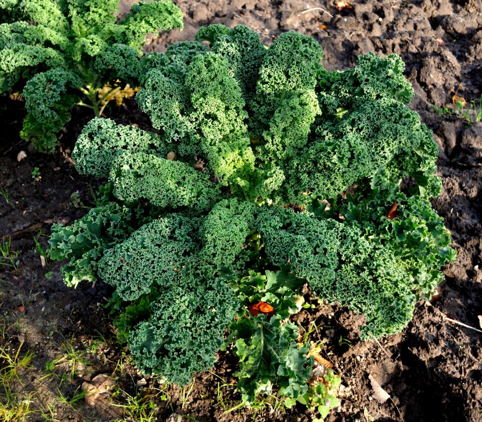 Meal vegetable plant enjoy