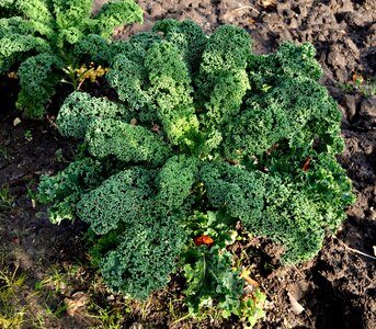 Meal vegetable plant enjoy