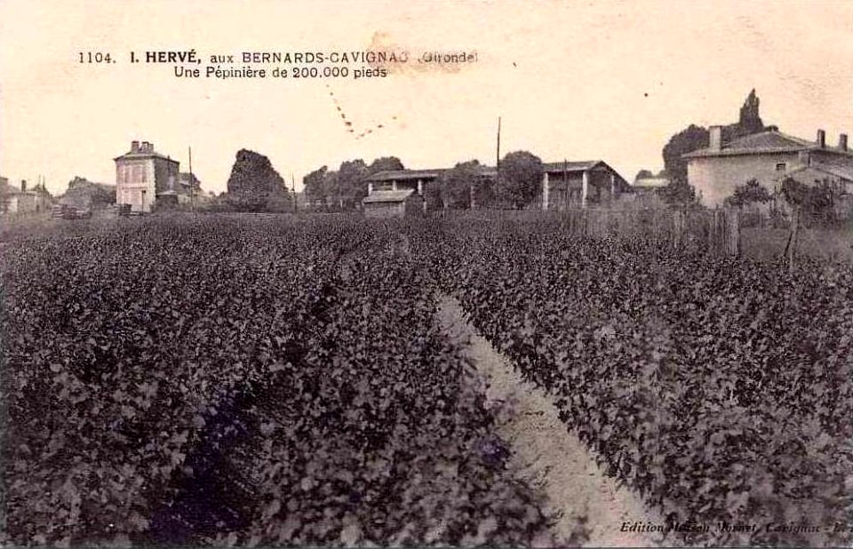 Cavignac - pépinière