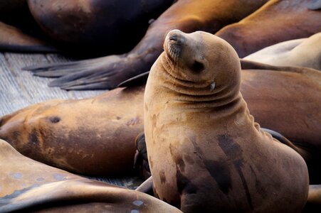 Seal robbe sea photo