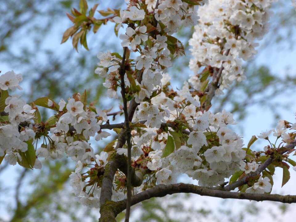 Bloom cherry spring