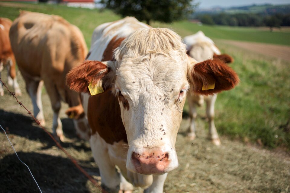 Beef brown pasture