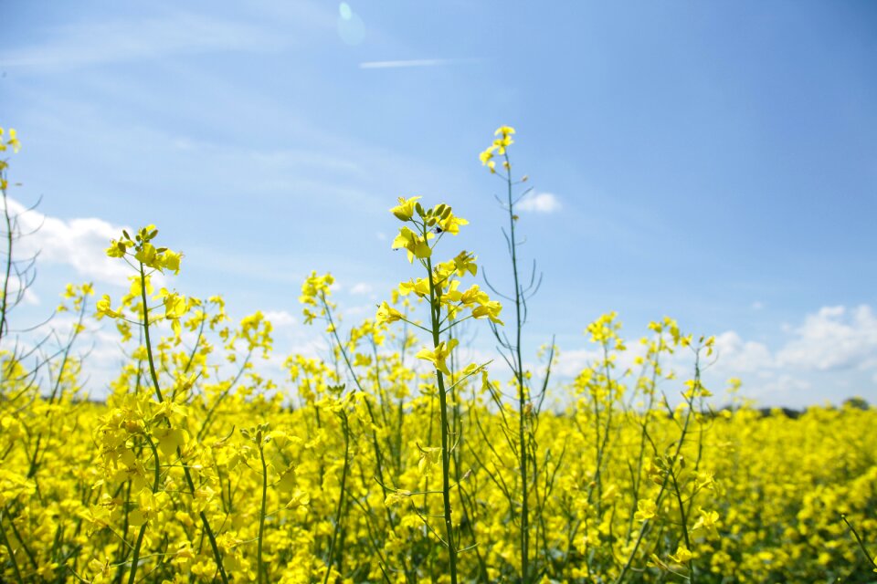 Yellow landscape rape blossom