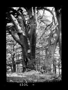 Cedar grove. Cedars of Lebanon. A couple of the great trunks LOC matpc.15473