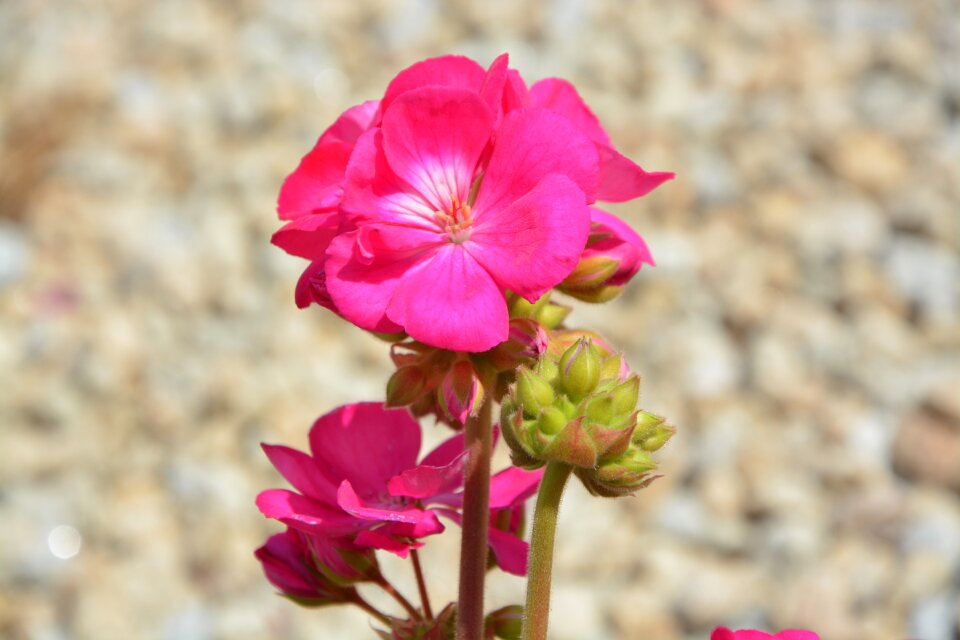 Buds nature rose geranium
