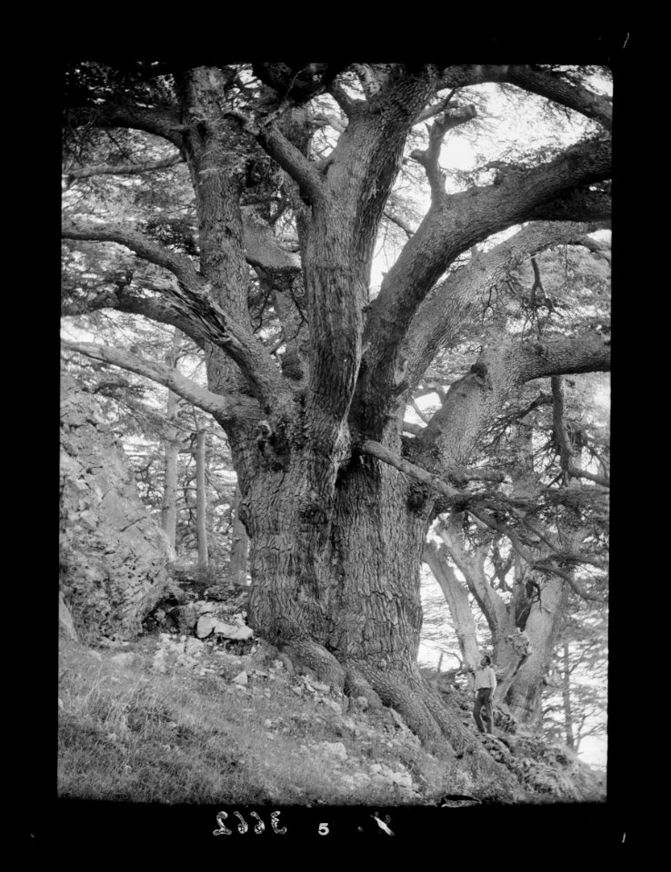 Cedar grove. Cedars of Lebanon. Arz Er-Rub. 'God's Cedar.' The Patriarch of the grove LOC matpc.15472