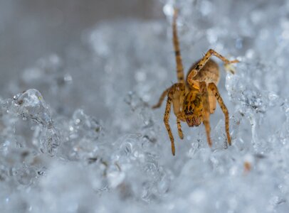 Spider outdoors snow photo