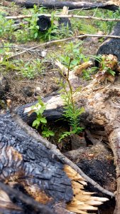 Cedar sapling on the Idaho Panhandle National Forest (40396548232)