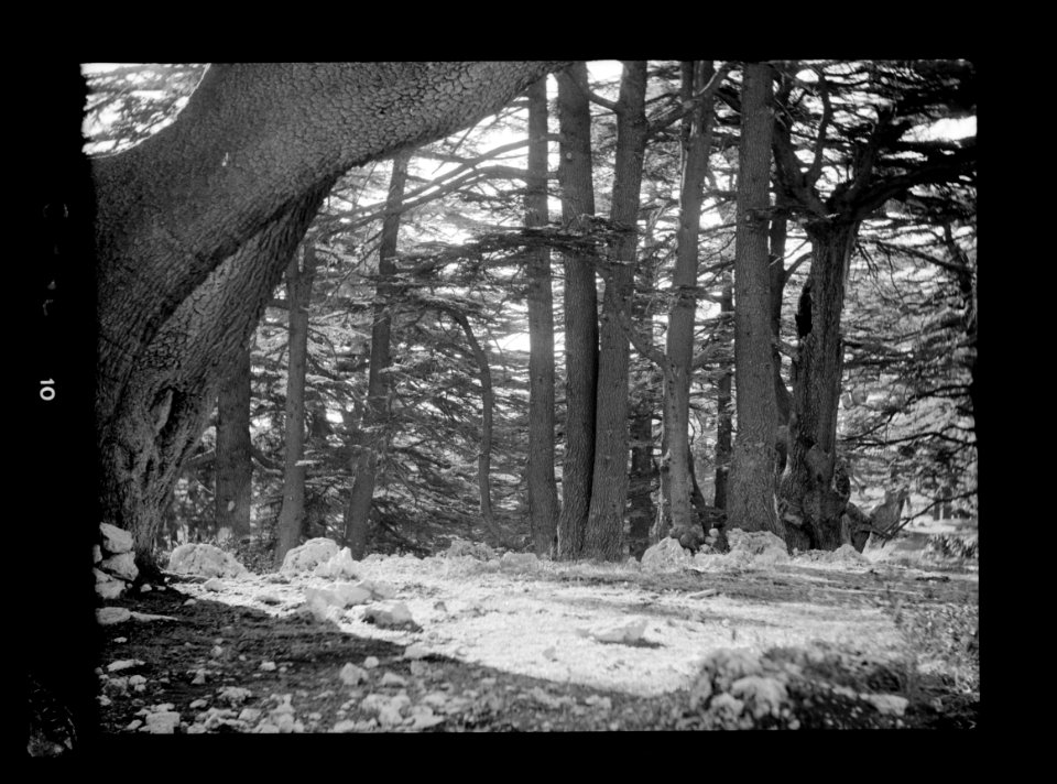 Cedar grove. Cedars of Lebanon. A clump of tall straight trees LOC matpc.15475