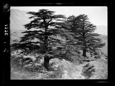 Cedar grove. Cedars of Lebanon. Two of the tall giants LOC matpc.15471