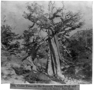 Cedar Trees on the Summit, Donner Peak and Lake in the Distance - Placer County LCCN2002723564