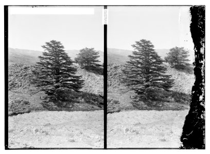 Cedars of Lebanon (Cedrus libani Barr.) LOC matpc.11450