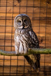Nature wood owl photo
