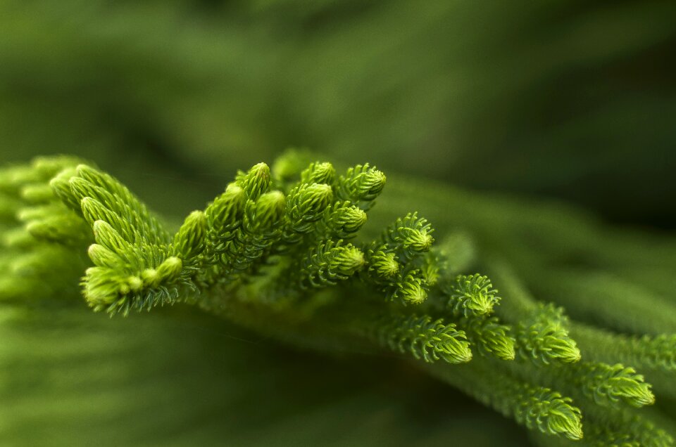Branch decoration green