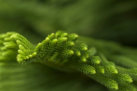 Branch decoration green photo